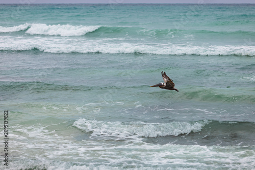 Brown pelican flying low over turquoise ocean waves with white foam in Tulum, Mexico