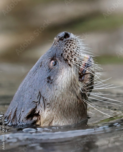 River Otters are Adorable Predators Cute Whiskers