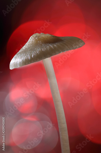 Close-up of a *Mycena* mushroom