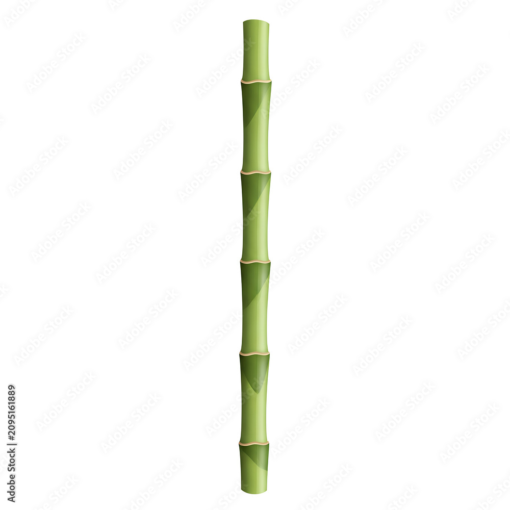 Fototapeta premium Single Green Bamboo Stem Isolated on White Background.