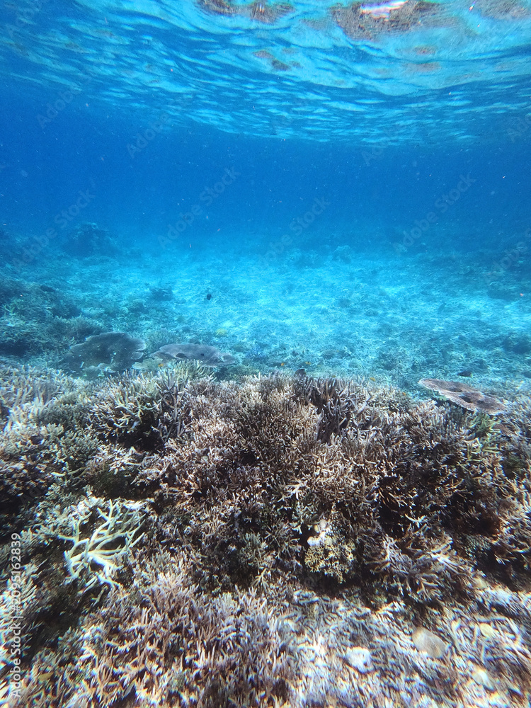 Fototapeta premium Underwater creature at Sabah Island
