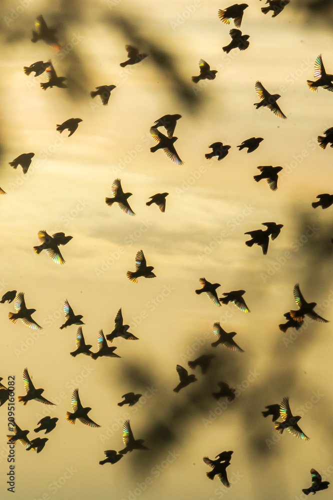 Fototapeta premium Bird behavior 