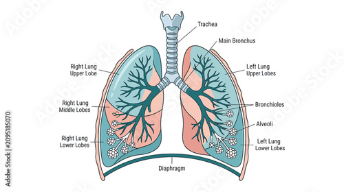Foto Human Lungs Anatomy Diagram - Respiratory System Illustration