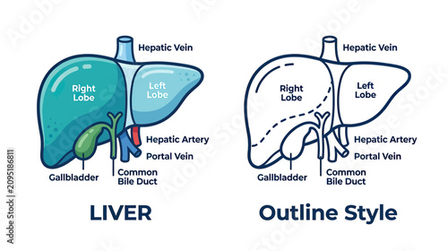 Εκτύπωση καμβά Human Liver Anatomy Illustration: Color and Outline Styles