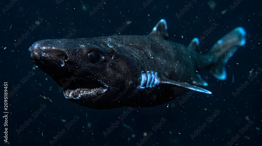 Fototapeta premium Ninja lanternshark glowing blue closeup