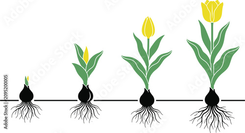 Stages of tulip flower growth from bulb with roots to blooming plant in chronological order gardening development evolution agriculture botanical isolated illustration seedling
