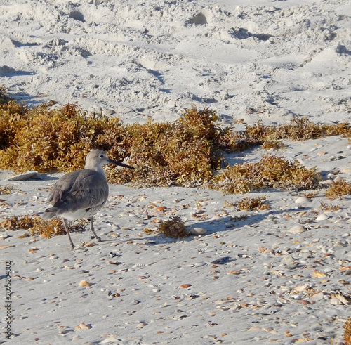 A willet is surrounded by seashells and sargassum seaweed at Surfside Park Beach in Vilano Beach near St. Augustine, Florida.