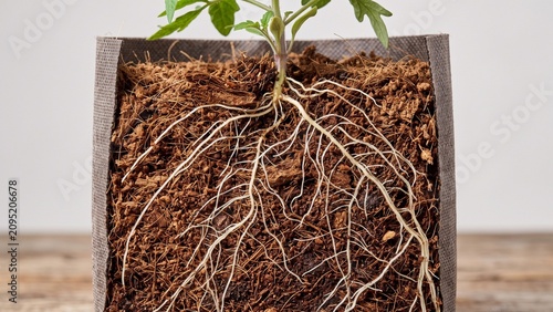 Macro texture of coco peat grow bag with healthy white plant roots