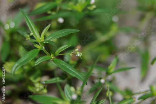 Bild auf Leinwand In the mid-morning, the Hedyotis corymbosa plant is bathed in sunlight, it has l