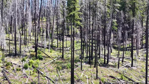 Blackened trees are evidence of a past wildfire in the Mt. Hood National Forest, Oregon. Pacific Northwest forests are continually under threat of fires in a large part due to climate change.