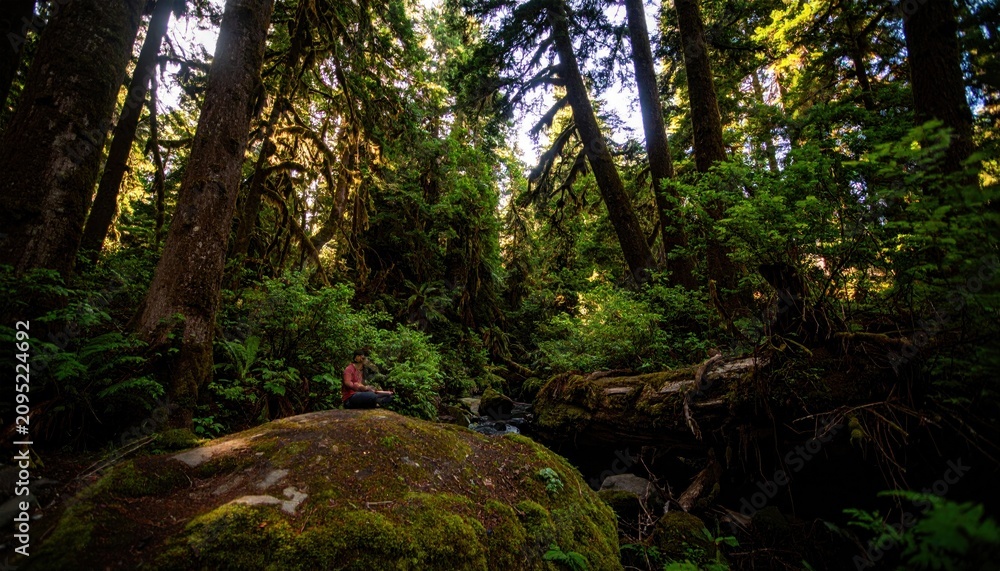 Fototapeta premium A person sits in a tranquil, sun-dappled forest near a stream, surrounded by lush foliage