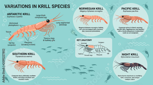 Fotografie Flat vector collection of krill species variations with anatomical labels and ke