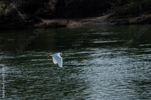 Fotografie low-angle tracking shot of a white egret or heron flying low over rippling dark