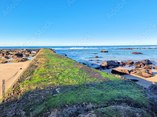 Concrete sea wall at Susan Gilmore Beach Newcastle New South Wales Australia. Taken at low tide with green algae exposed