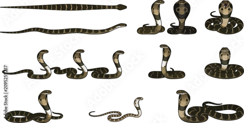 Detailed vector illustration set of a cobra snake displaying various movement patterns and defensive posture behaviors
