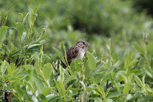 bird on the grass, Jasper National Park, Alberta