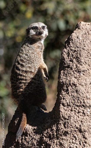 Canvastavla Suricata vigilante en formato vertical junto a un montículo de tierra