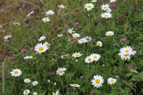 daisies in a meadow