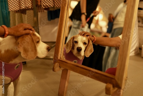 Fotografie A pet dog is looking himself in the mirror for the first time