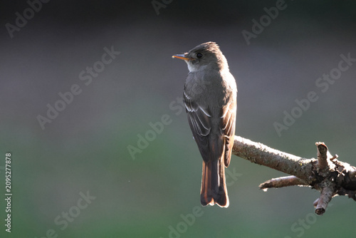 Canvas-taulu Eastern Wood-Pewee Perched on Sunlit Branch with Soft Background