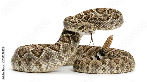 Diamondback rattlesnake coiled with tongue flicking