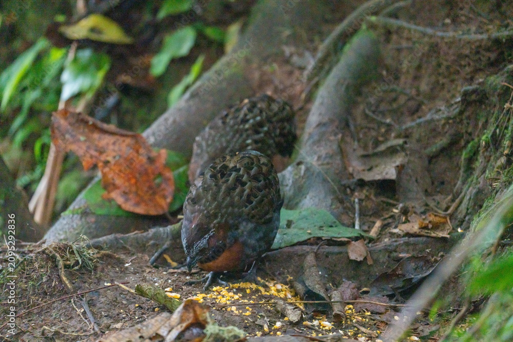 Obraz premium Rufous-breasted wood-quail (Odontophorus speciosus) at the base of a tree, at a bird lodge outside of Baeza, Ecuador