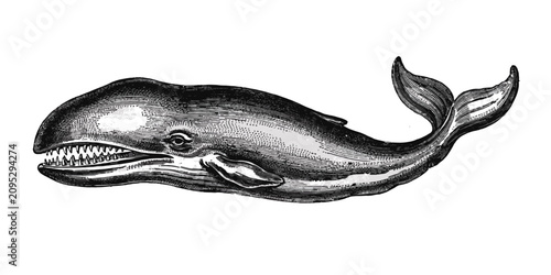Photos Vintage engraving of a sperm whale, detailed black and white of a large marine m