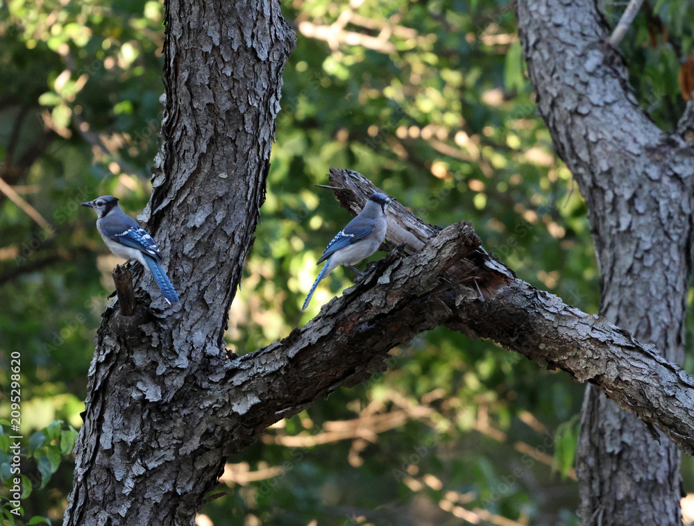 Fototapeta premium Two Blue Jays Resting Among Tree Branches