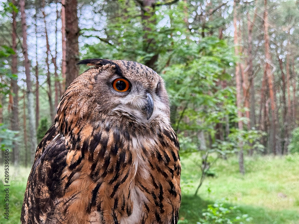 Obraz premium Macro portrait close up of a majestic Eurasian eagle owl with bright orange eyes, beautiful wise predator bird looking away in a green summer forest. 