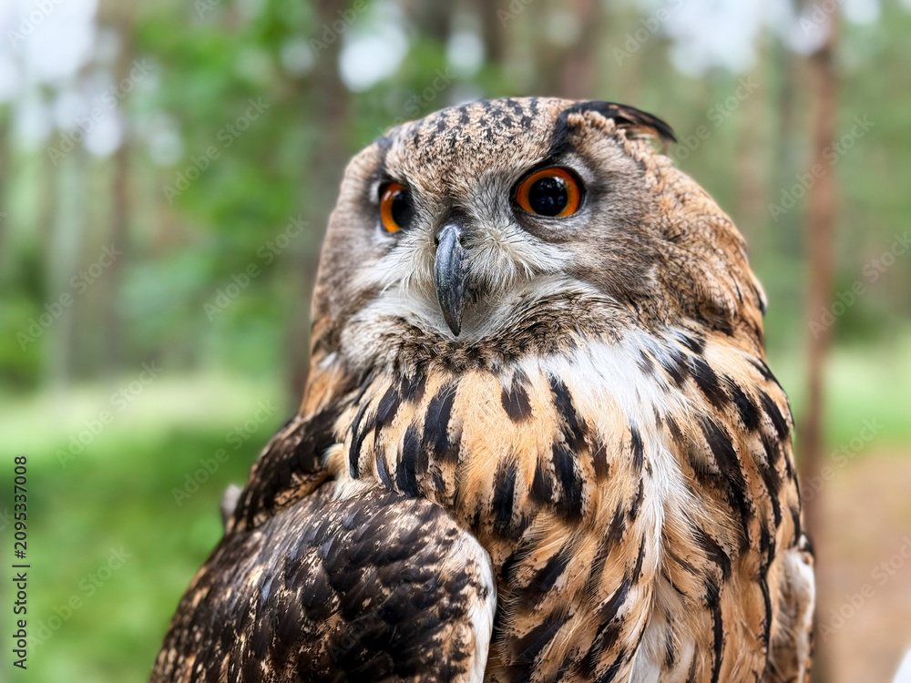 Obraz premium Macro portrait close up of a majestic Eurasian eagle owl with bright orange eyes, beautiful wise predator bird looking away in a green summer forest. 