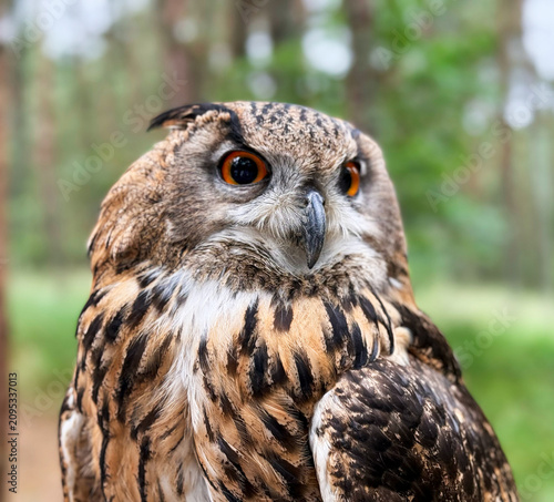 Detailed close-up portrait of beautiful Eurasian eagle-owl with big bright orange eyes and sharp beak looking away on blurred green forest background at summer day, majestic wild nocturnal bird. 