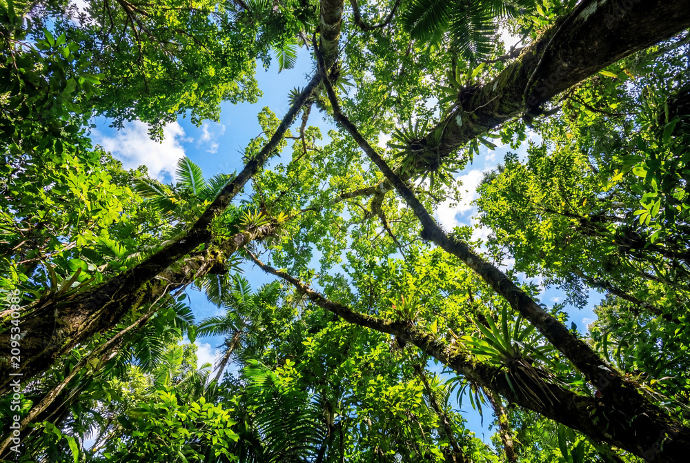 Fototapeta premium Low angle view of a lush green tropical forest canopy against a bright blue sky