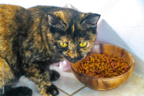 Domestic cat eating dry food from feeding bowl indoors Thailand today.