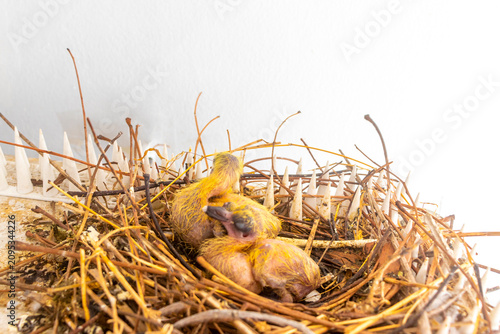 Sweet newborn pigeons sleeping peacefully within sheltered rooftop nesting place Thailand.