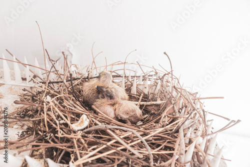 Adorable pigeon chicks growing inside nest atop outdoor air conditioning unit Thailand.
