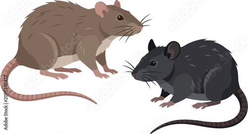 Two rats or mice in brown and dark grey colors sitting on ground with long tails vector illustration of rodents isolated on background.