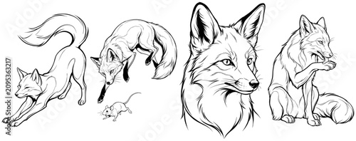 Tableau sur toile Set of fox illustrations