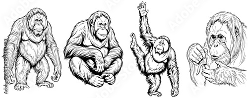 Foto Orangutan character set
