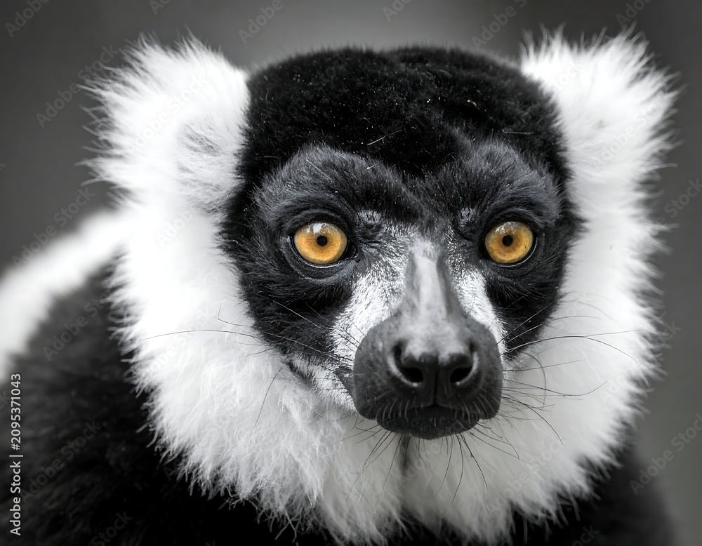 Fototapeta premium A close-up portrait of a small, black and white primate with striking yellow eyes