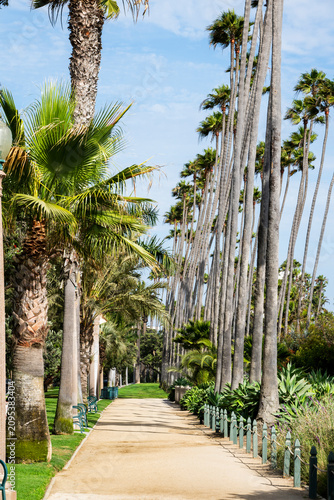 Pathway lined with tall palm trees in Santa Monica park on a sunny day