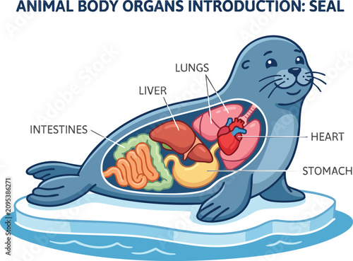A cartoon seal anatomy diagram showing its lungs heart liver stomach and intestines on an ice floe