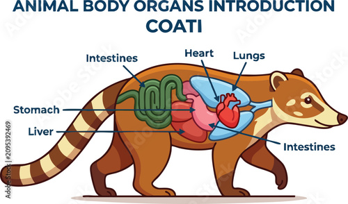 Cuadro en lienzo An anatomical diagram of a coati showing its internal organs including lungs hea