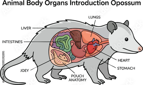 Billede på lærred An anatomical diagram of a female opossum highlighting internal organs and a joe