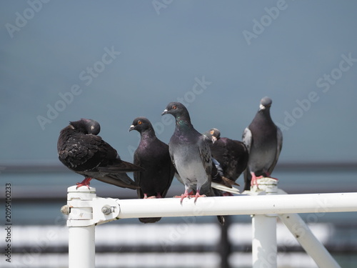 Foto ハトが集合しています