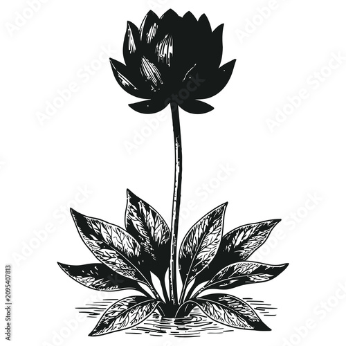 Black Lotus Flower and Leaves in Water Illustration