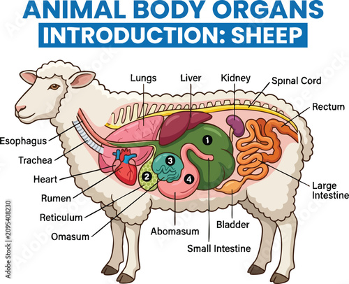 Quadro su tela Anatomical diagram of a sheep showing internal organs including the fourchambere