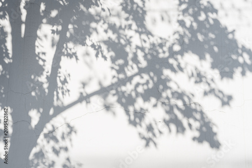 Принти на полотні Abstract blurred black and white background of tree canopy with dappled sunlight