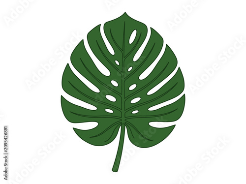 Bild auf Leinwand Green Monstera Leaf with White Veins.