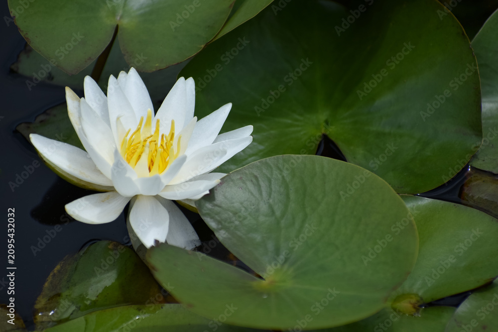 Fotografie スイレンの花