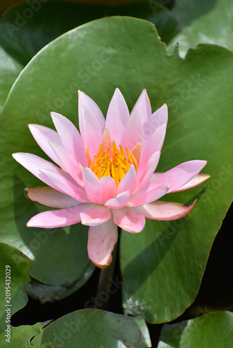 Fotografía スイレンの花
